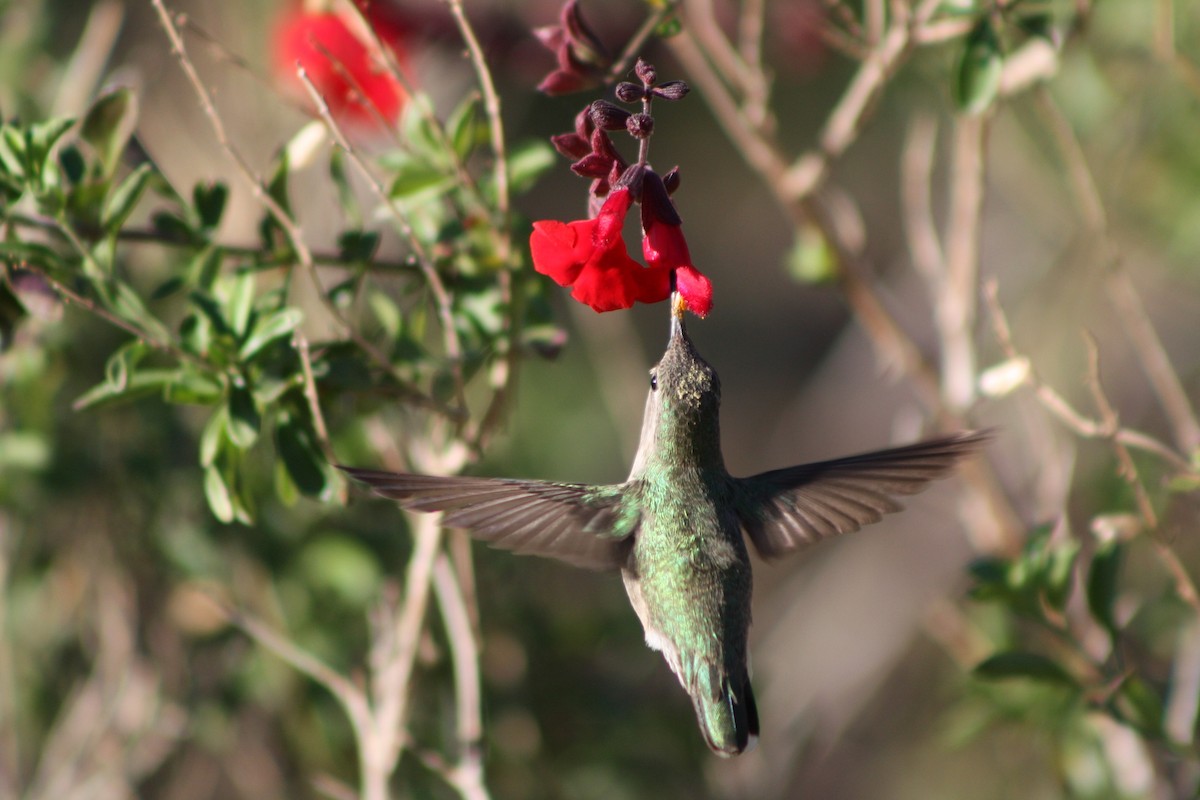 hummingbird sp. - ML85157131
