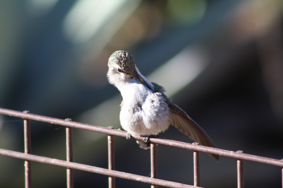 hummingbird sp. - ML85157181