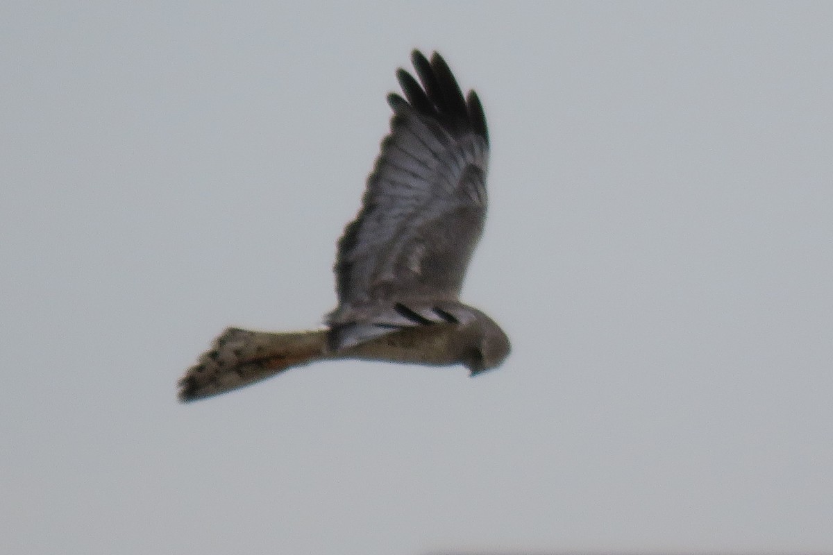 Northern Harrier - Becky Marvil