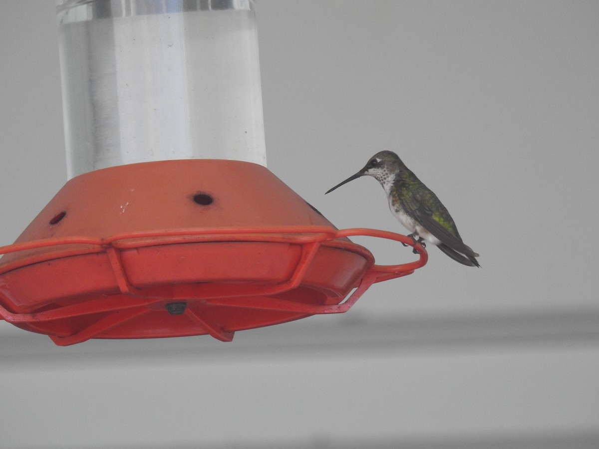 Ruby-throated Hummingbird - ML85159401