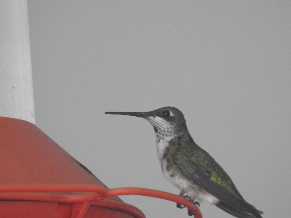 Ruby-throated Hummingbird - ML85159451