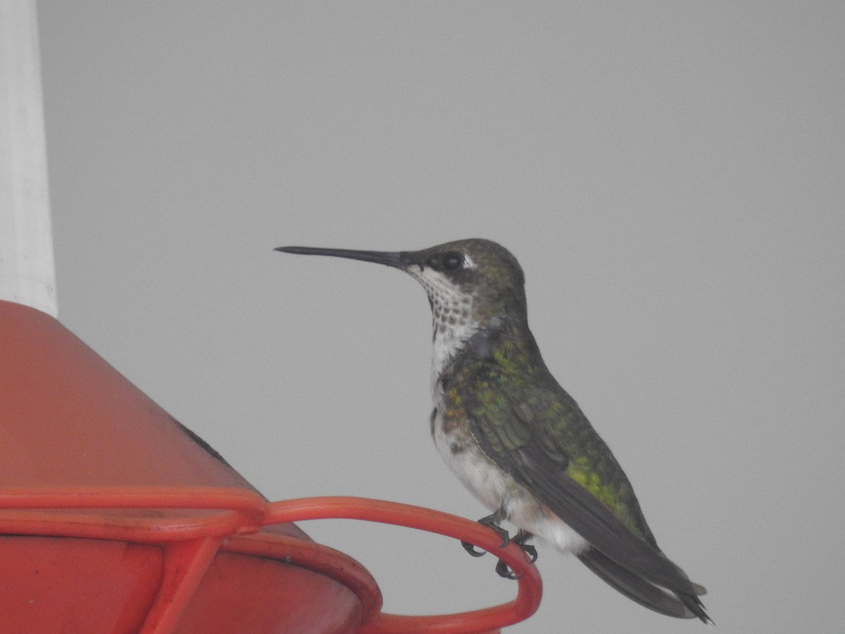 Ruby-throated Hummingbird - ML85159471