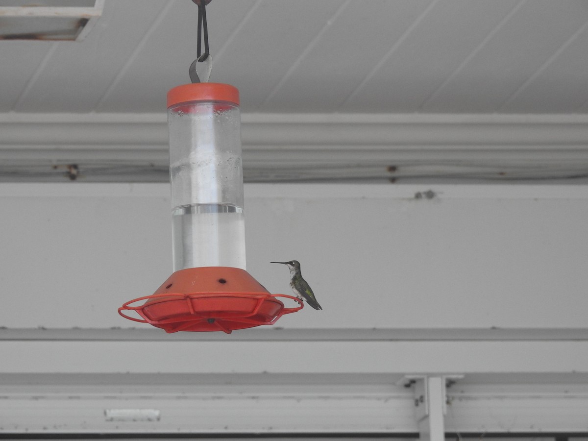 Ruby-throated Hummingbird - ML85159561