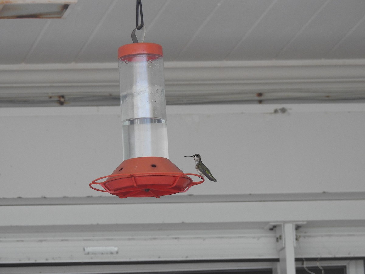 Ruby-throated Hummingbird - ML85159621