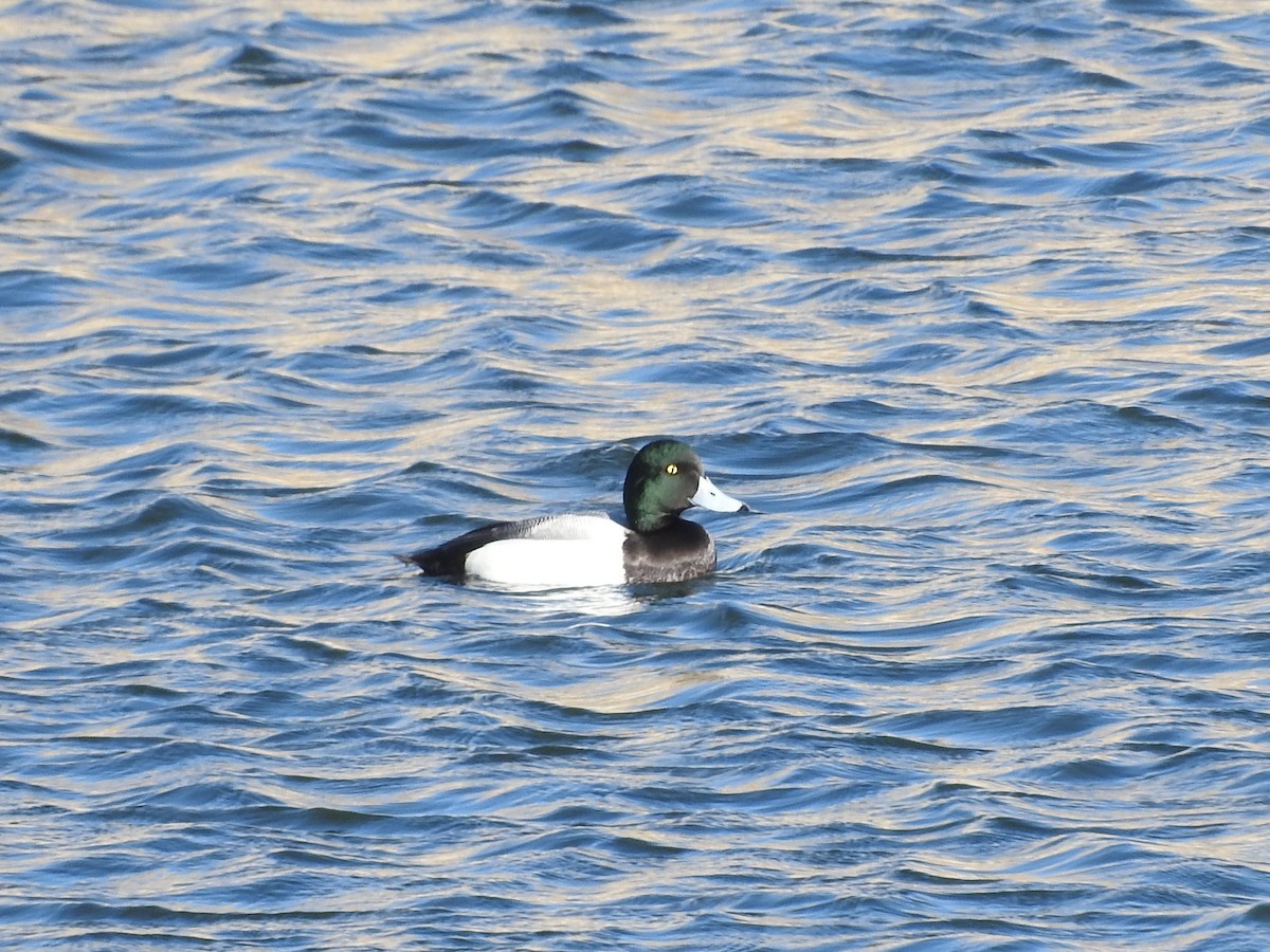 Greater Scaup - ML85159741