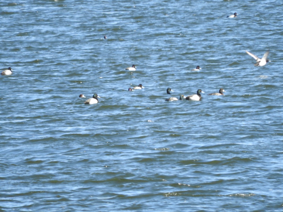 Greater Scaup - ML85159831