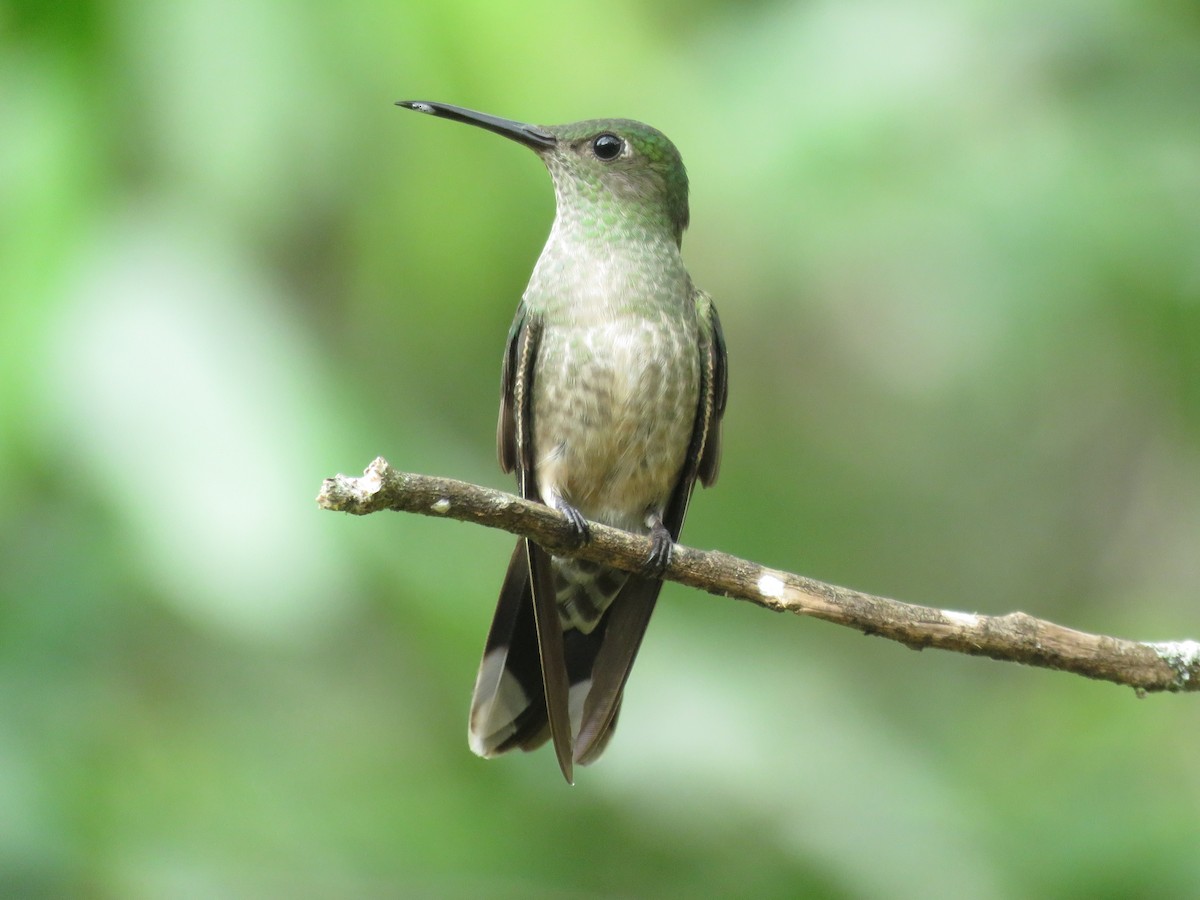 Scaly-breasted Hummingbird - Mayron McKewy Mejia