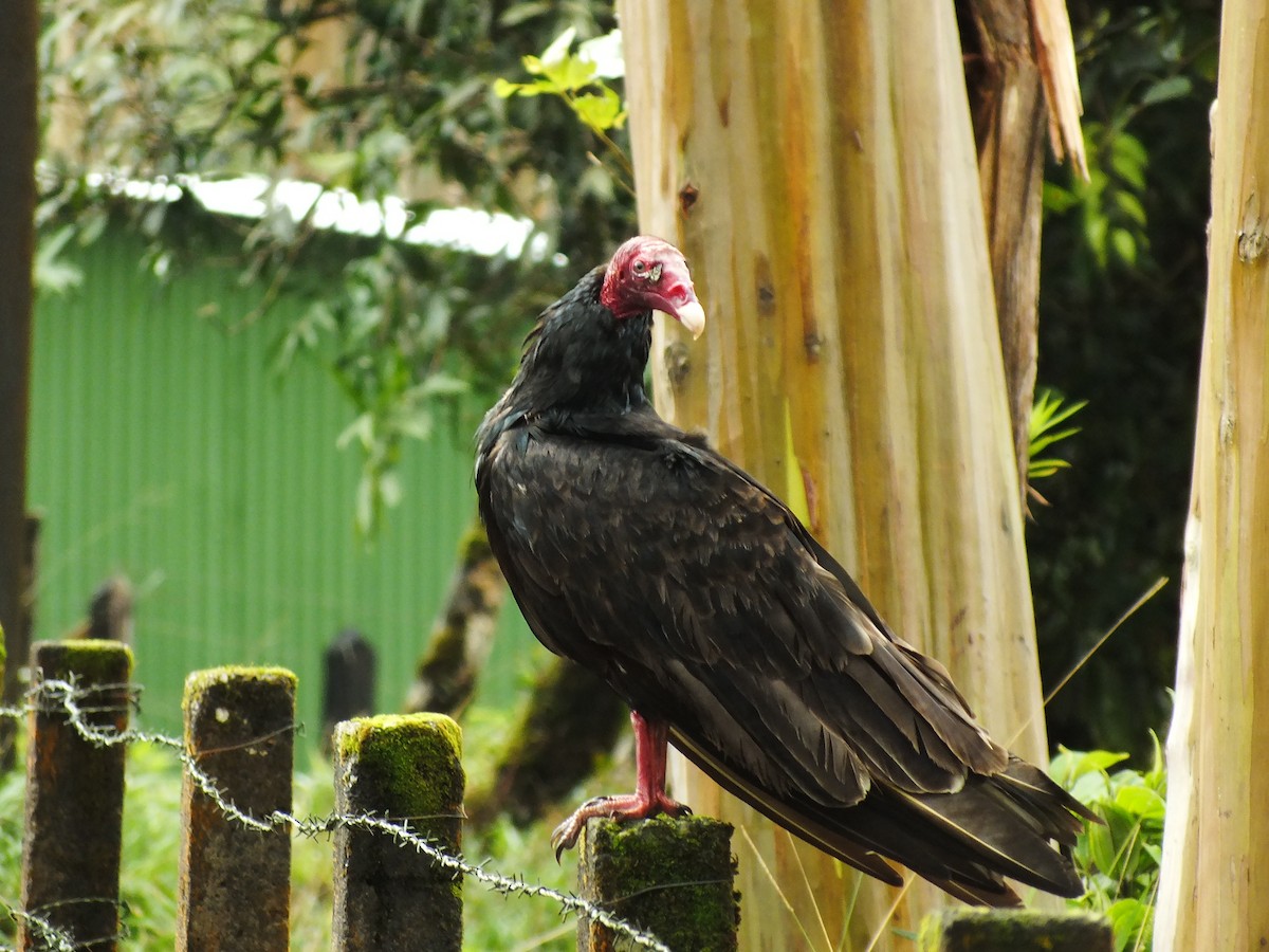 Turkey Vulture - Néstor Villalobos Rojas