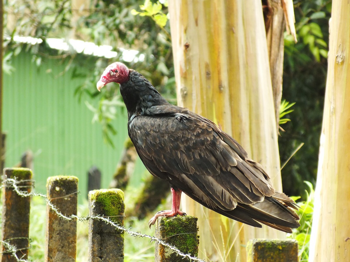 Turkey Vulture - ML85162241