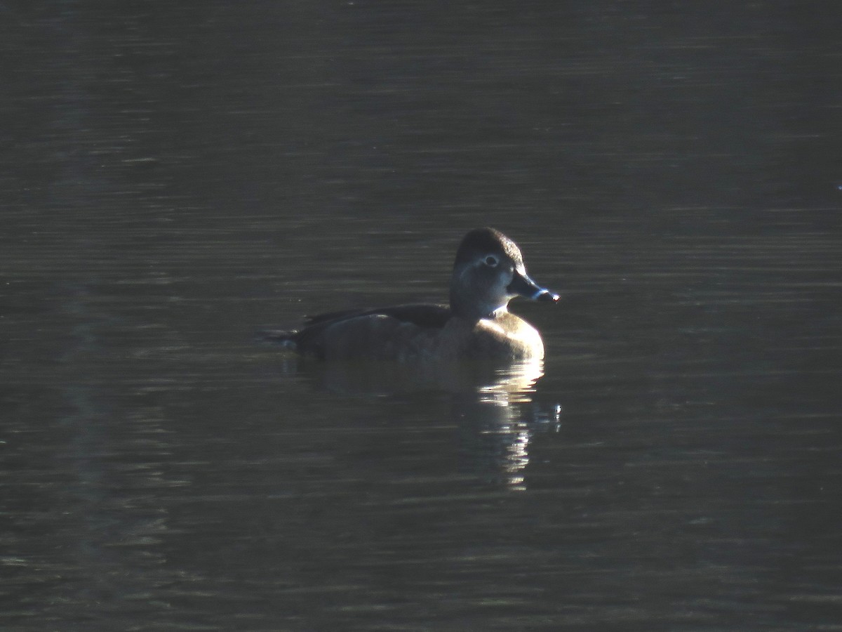 Ring-necked Duck - Norman Uyeda