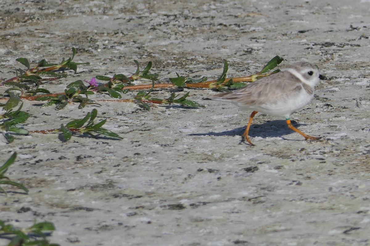Piping Plover - Claire Herzog