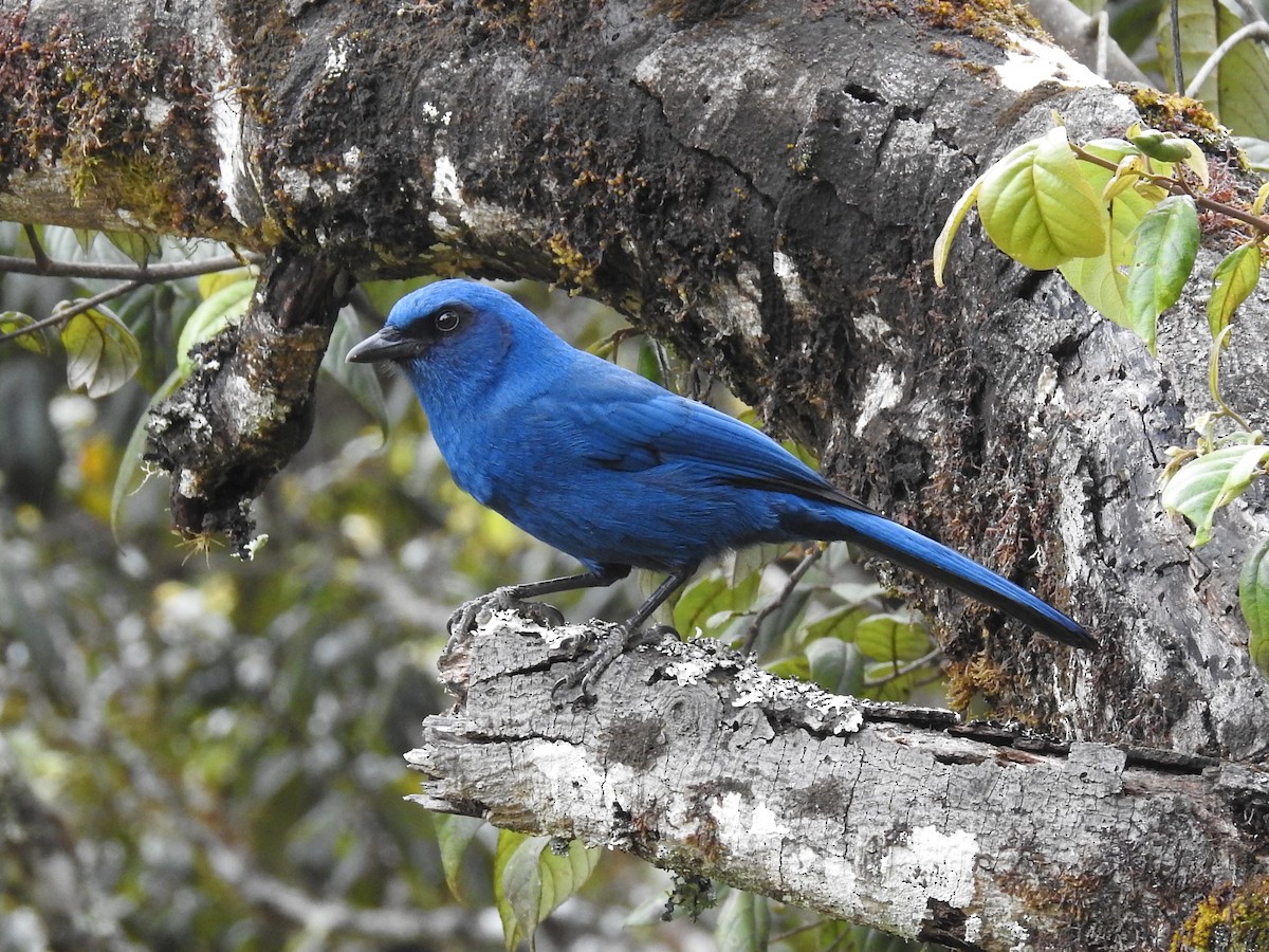 Unicolored Jay - Daniel Aldana | Ornis Birding Expeditions