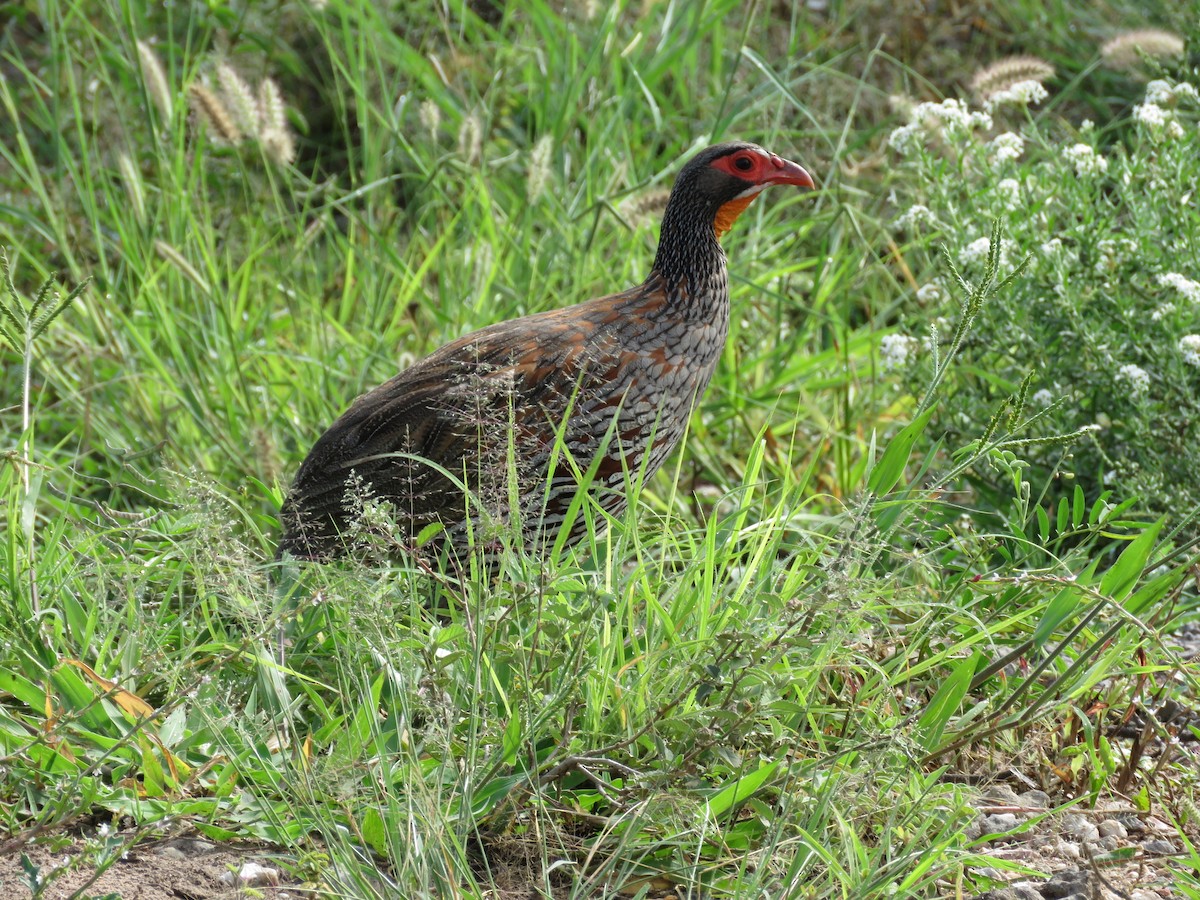 Gray-breasted Spurfowl - ML85164971
