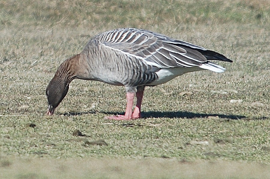 Pink-footed Goose - ML85165971