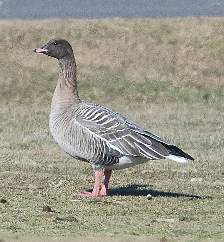 Pink-footed Goose - ML85166071