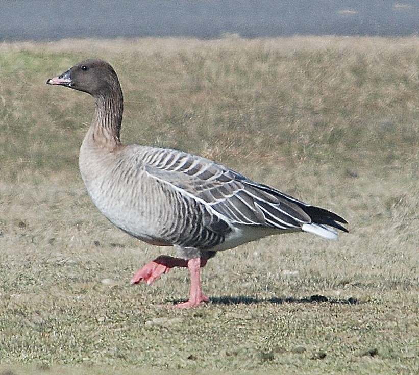 Pink-footed Goose - ML85166151