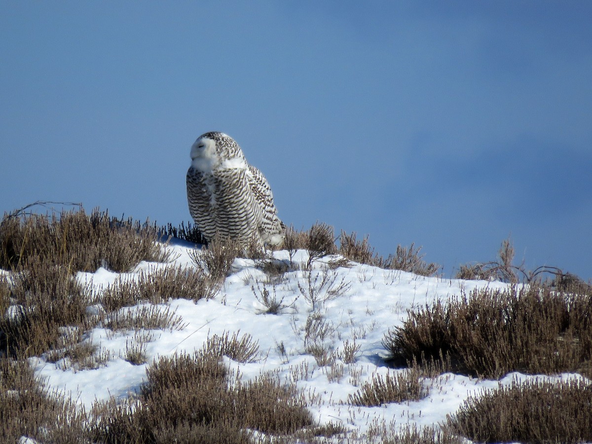 Snowy Owl - ML85169001