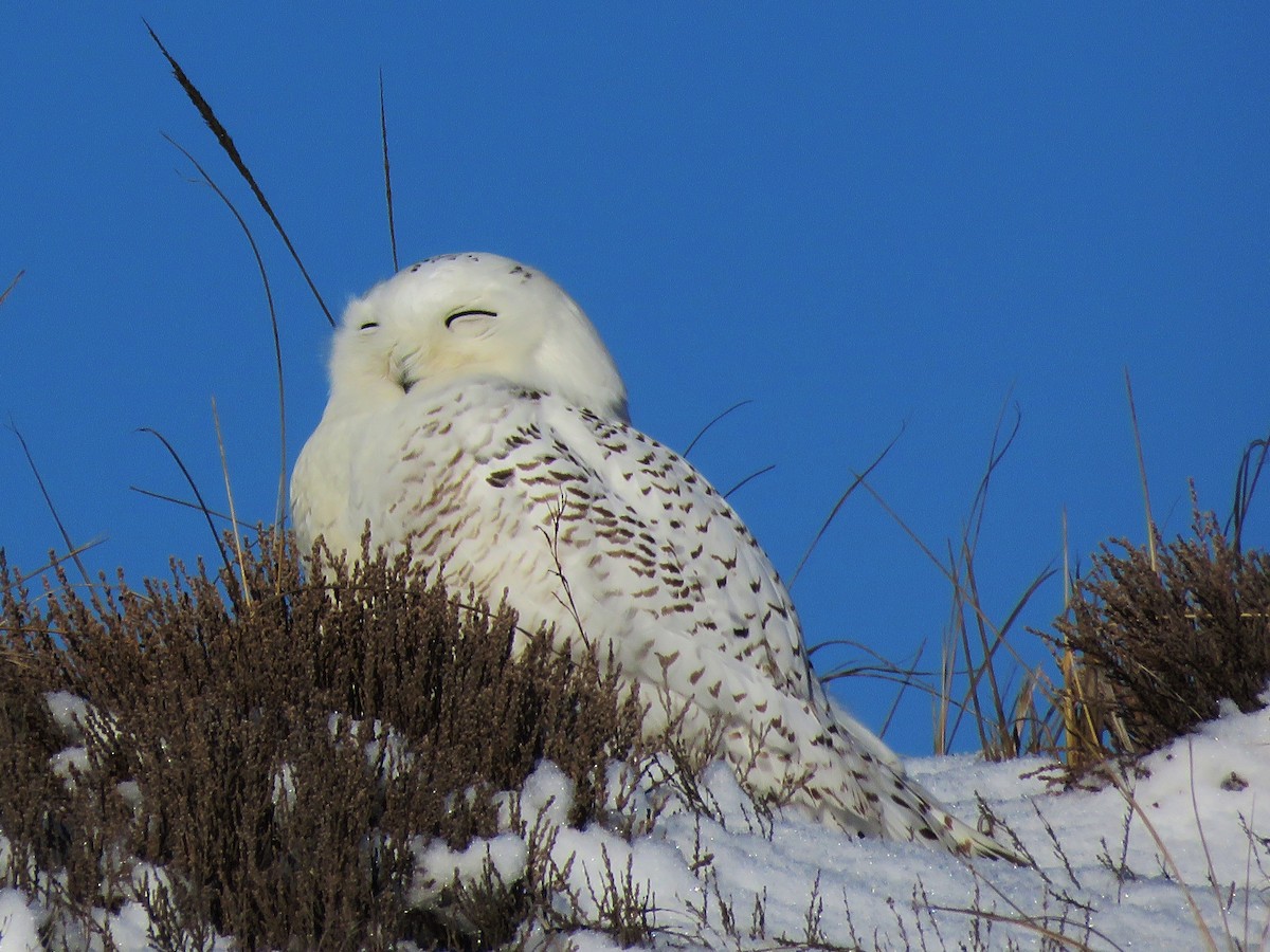 Snowy Owl - ML85169081