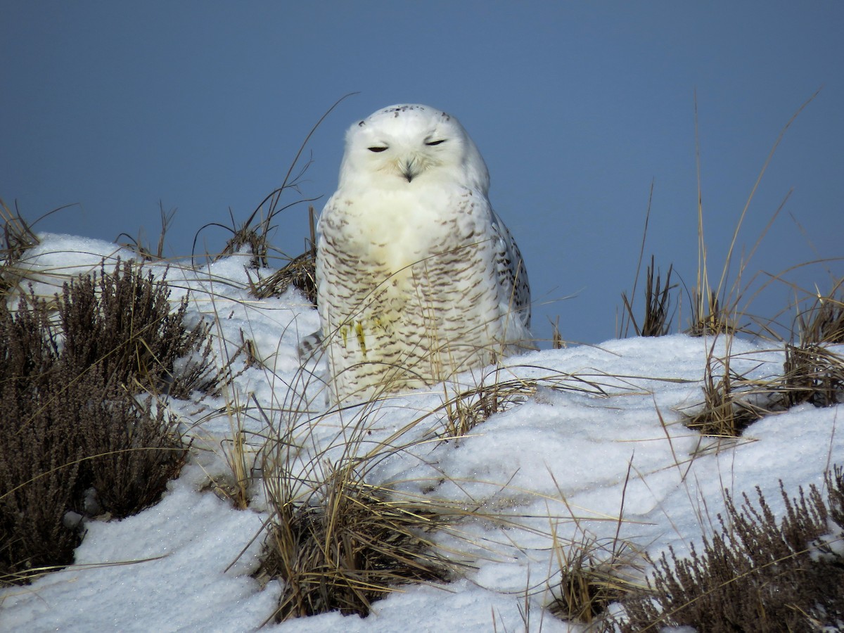 Snowy Owl - ML85169101