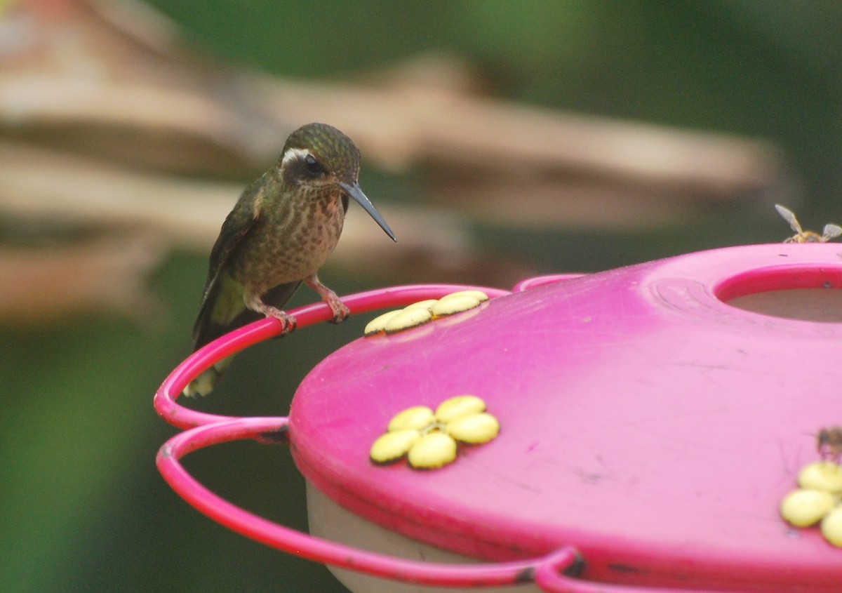 Speckled Hummingbird - Jan Cubilla
