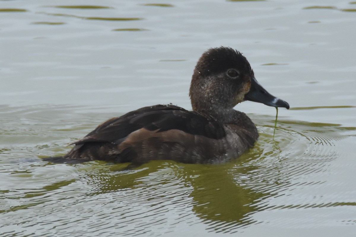 Ring-necked Duck - ML85169501