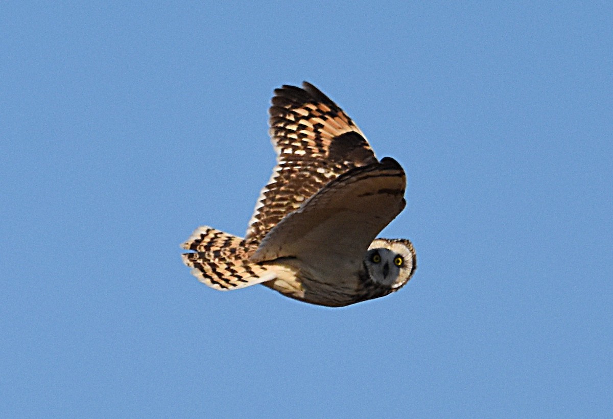 Short-eared Owl - ML85170331