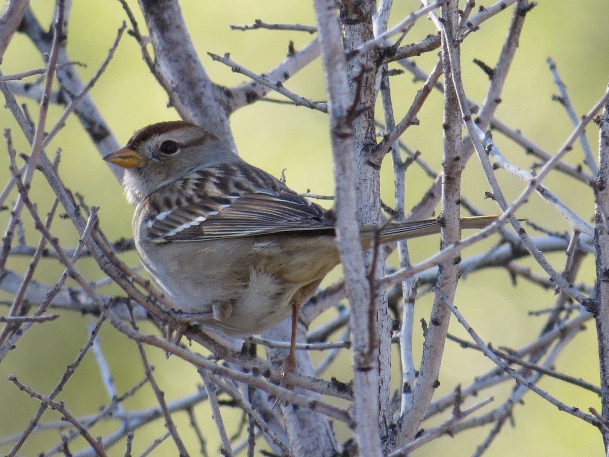 White-crowned Sparrow - Jeannette Bourgoin