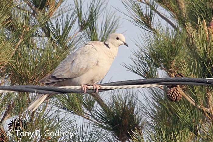 Eurasian Collared-Dove - ML85172221