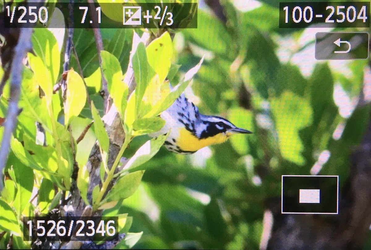 Yellow-throated Warbler - Mikey  Lutmerding