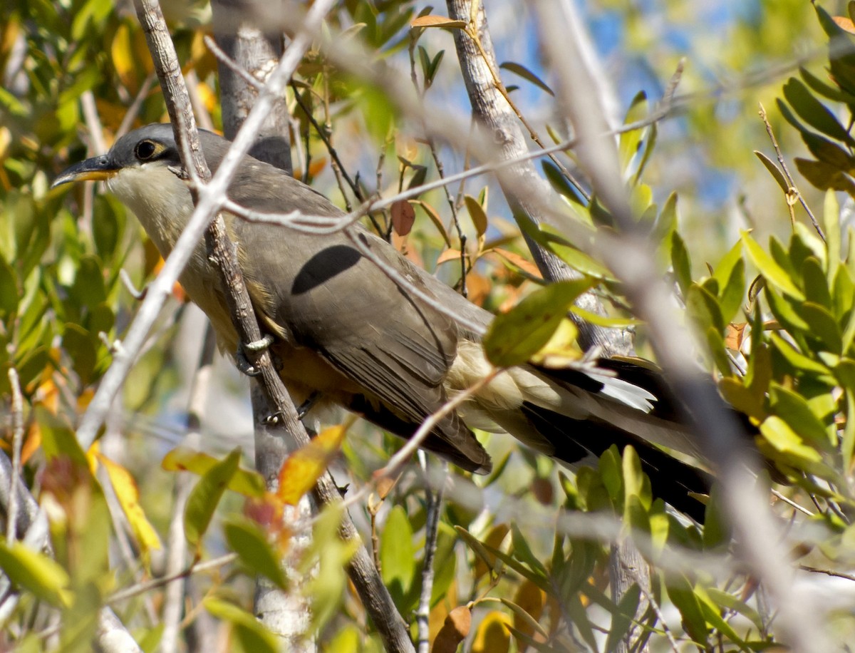 Mangrove Cuckoo - ML85175721