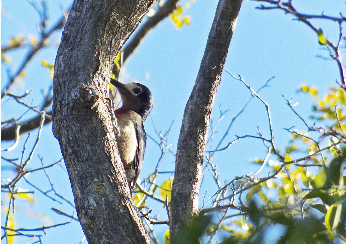 Puerto Rican Woodpecker - ML85175891