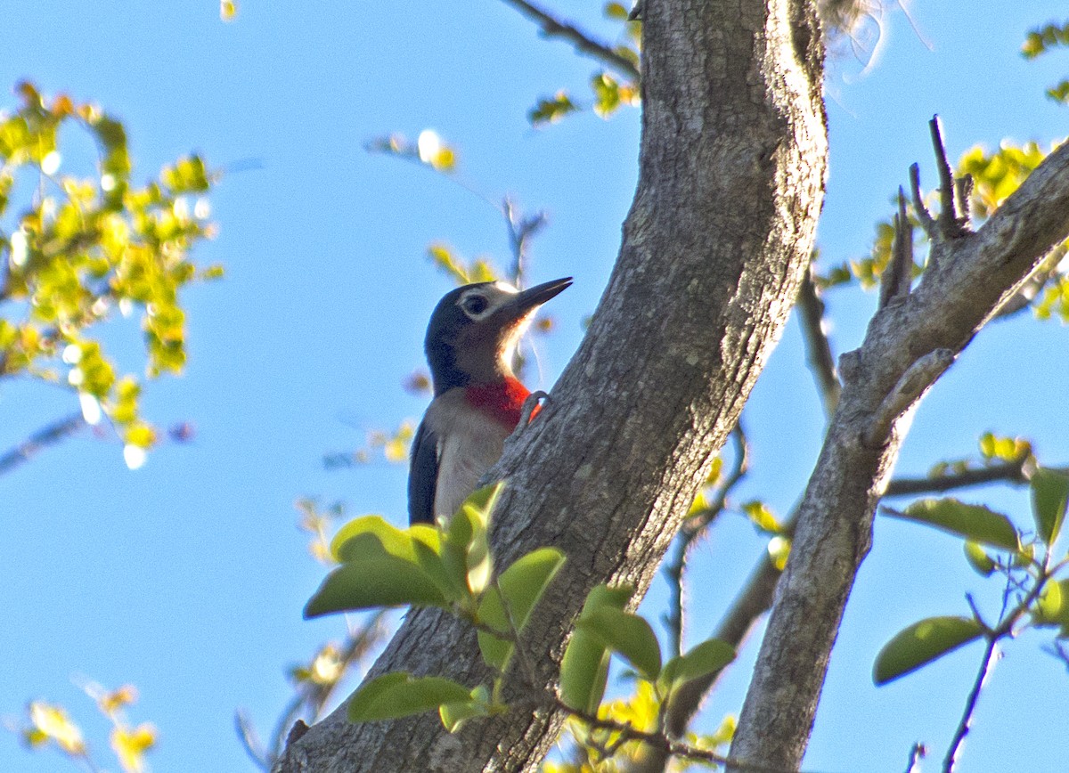 Puerto Rican Woodpecker - ML85175901
