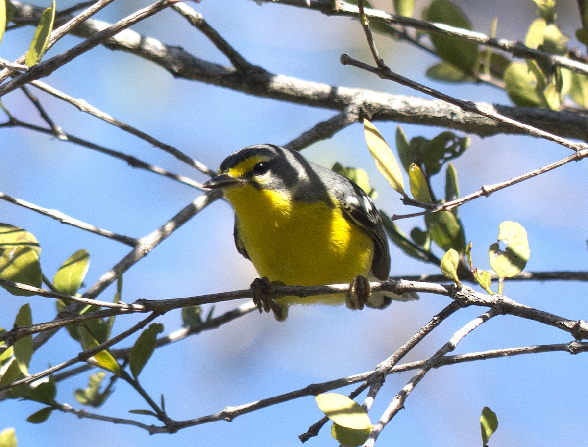 Adelaide's Warbler - Vic Laubach