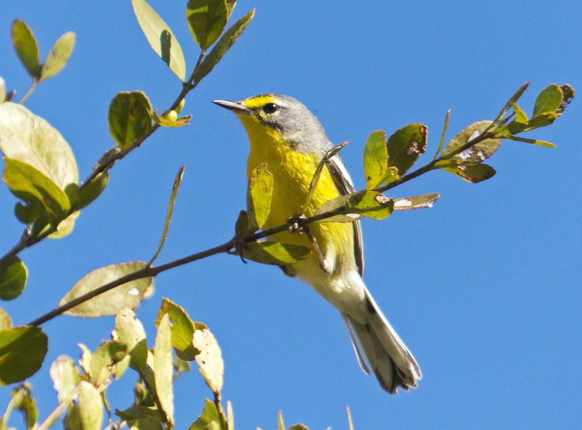 Adelaide's Warbler - Vic Laubach