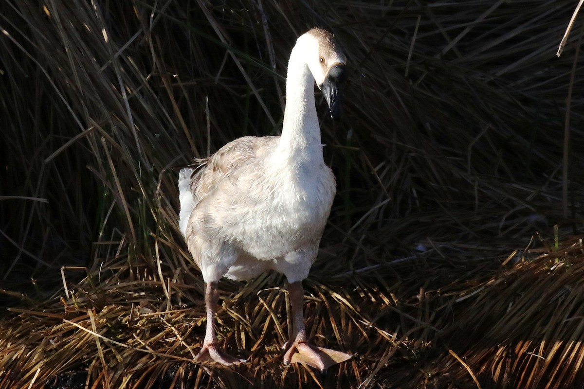 Swan Goose (Domestic type) - ML85179201