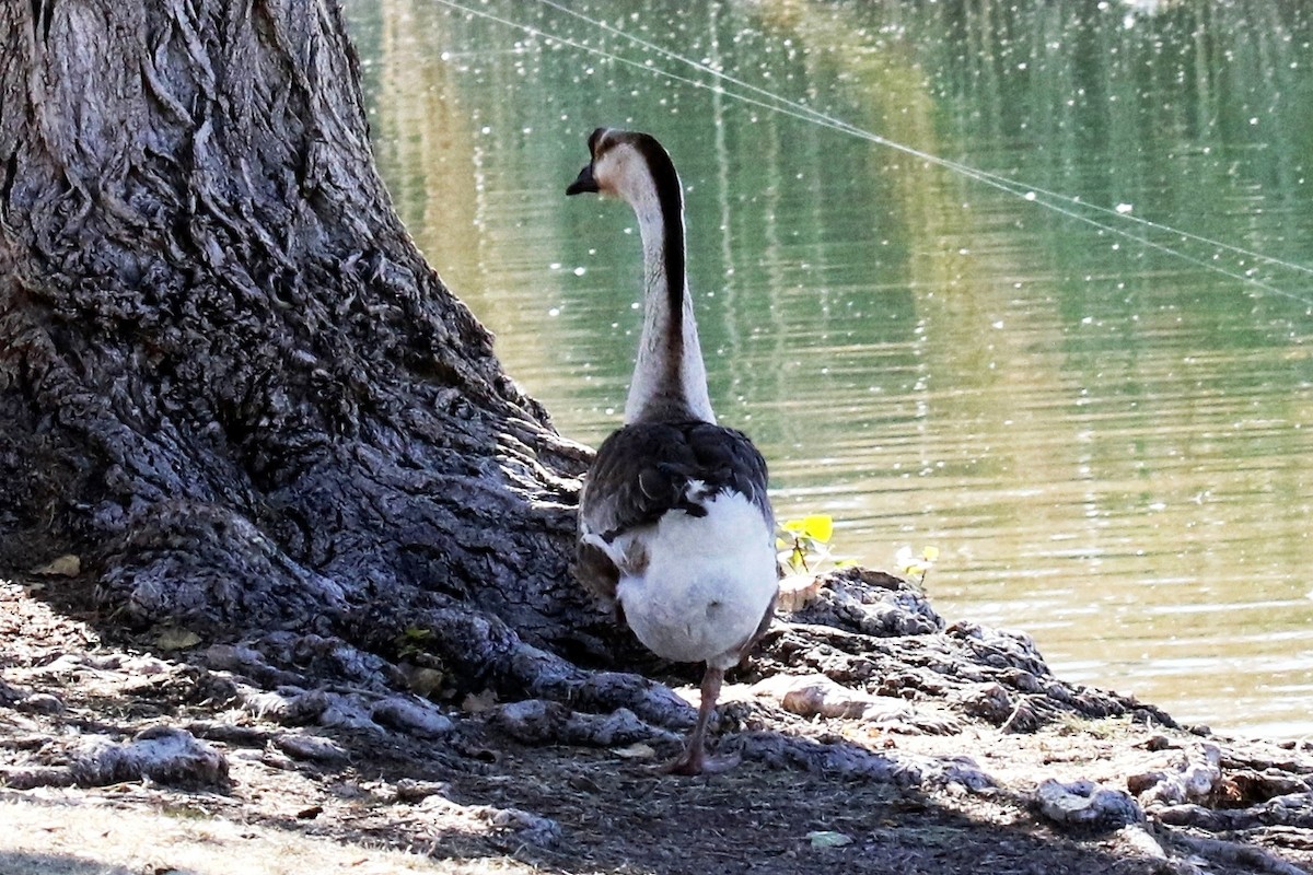 Swan Goose (Domestic type) - ML85179231