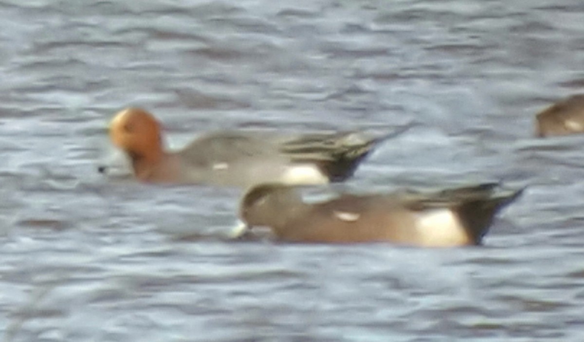 Eurasian Wigeon - Ritch Lilly