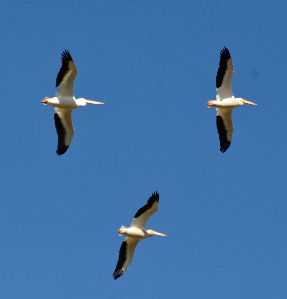 American White Pelican - Orlando Jarquín