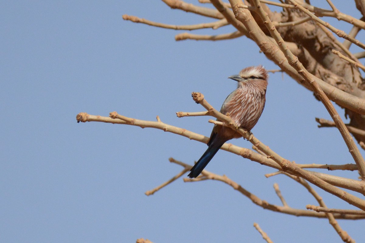 Rufous-crowned Roller - Marie O'Neill