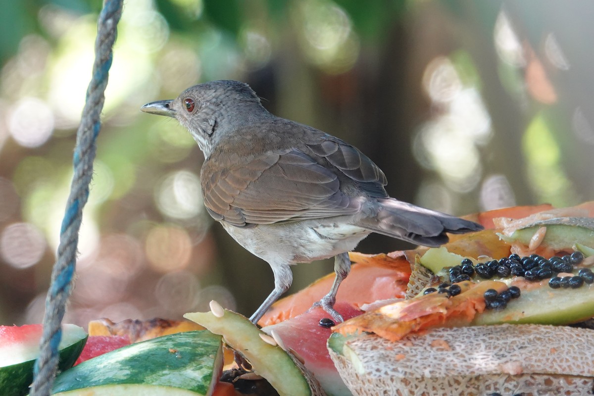 Pale-breasted Thrush - ML85185811