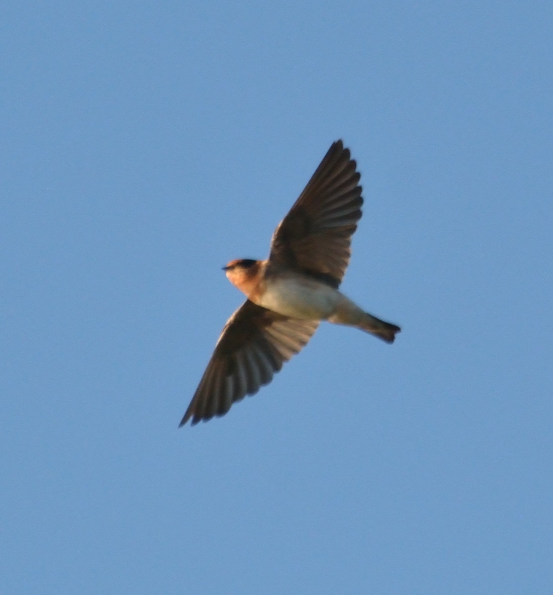 Cave Swallow - ML85186031