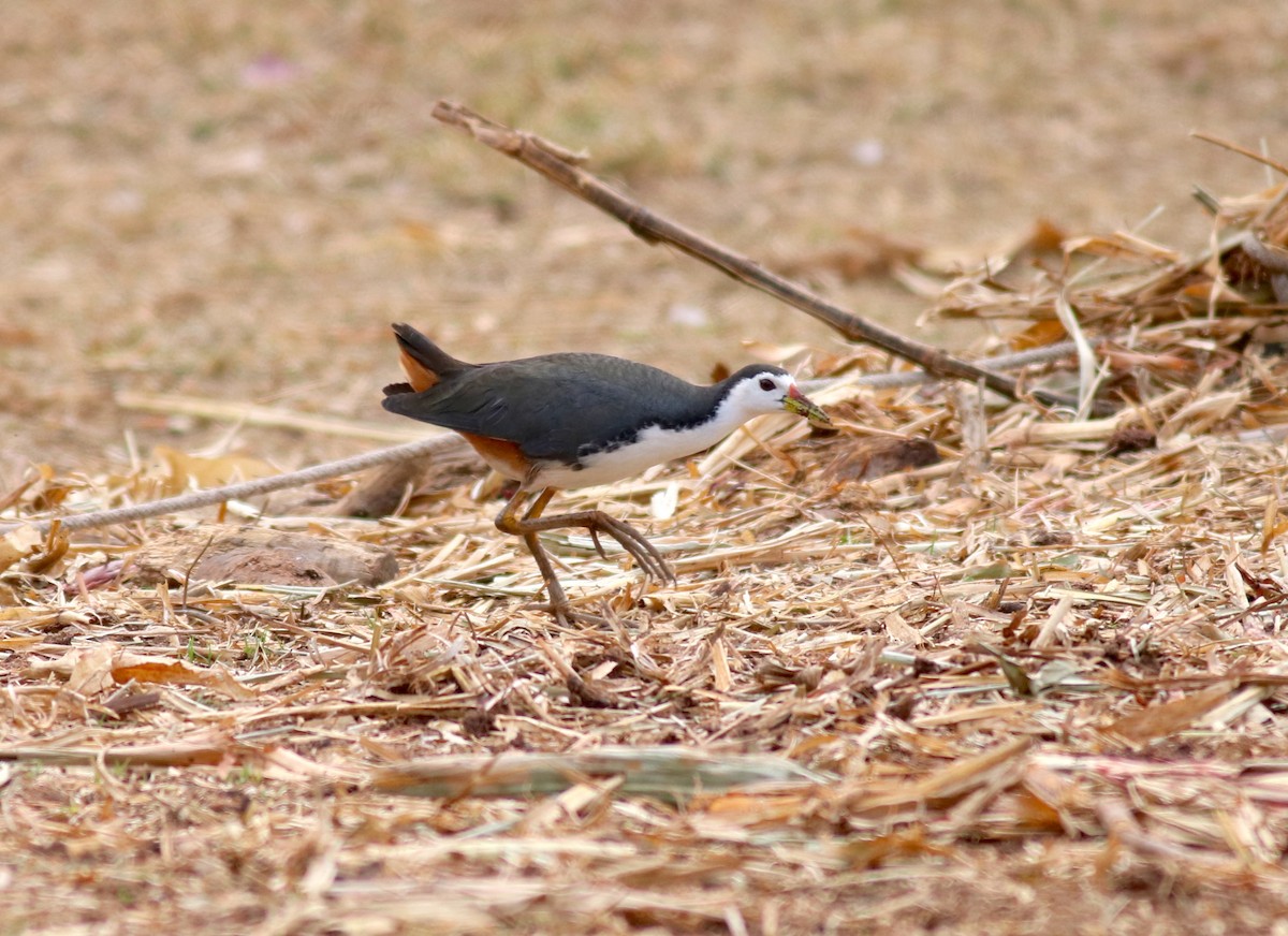 White-breasted Waterhen - 佑淇 陳