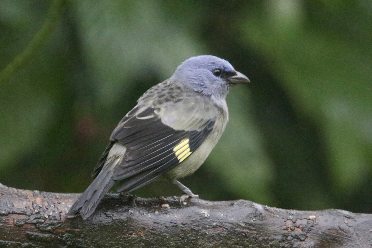 Yellow-winged Tanager - ML85190031
