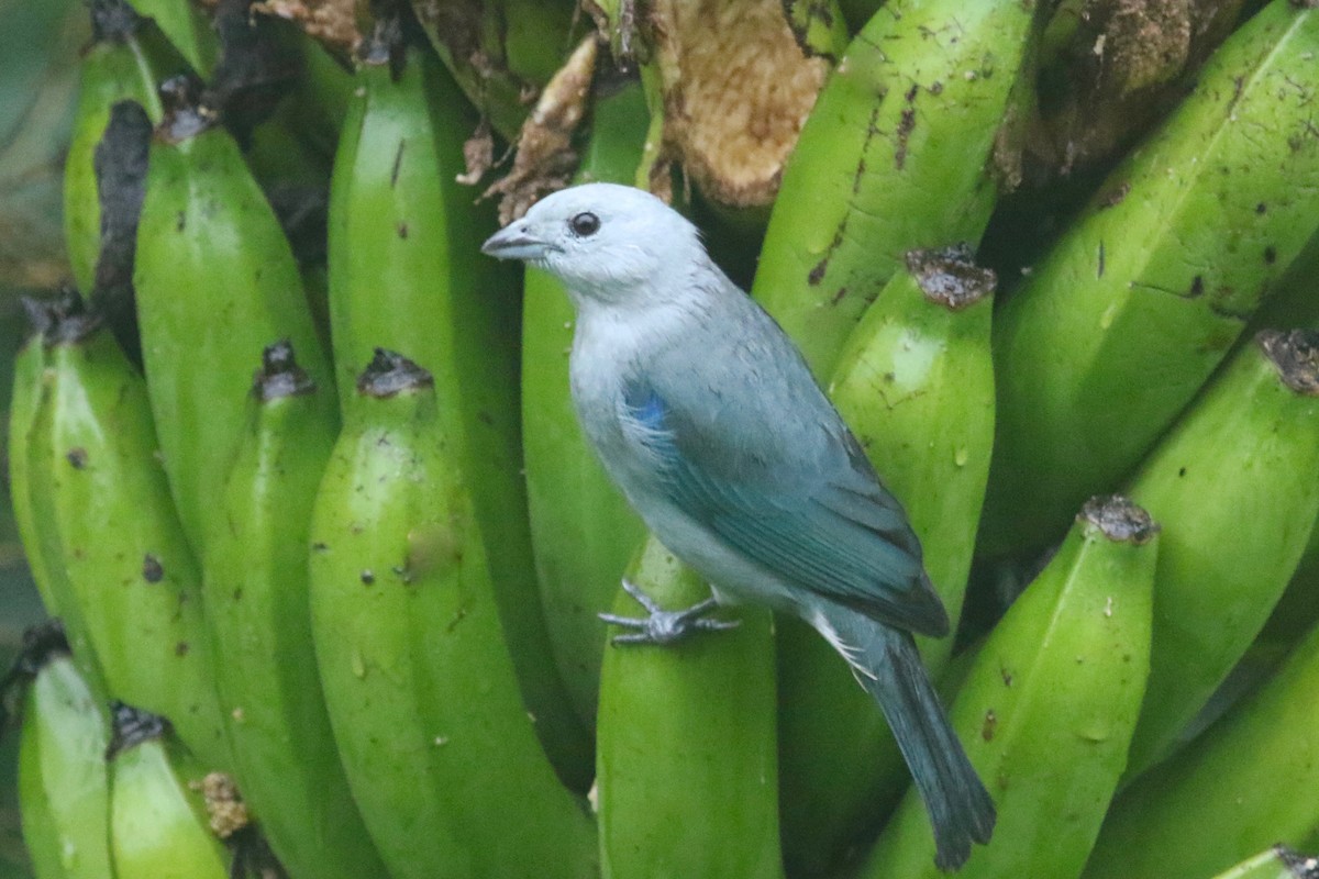 Blue-gray Tanager - ML85190061