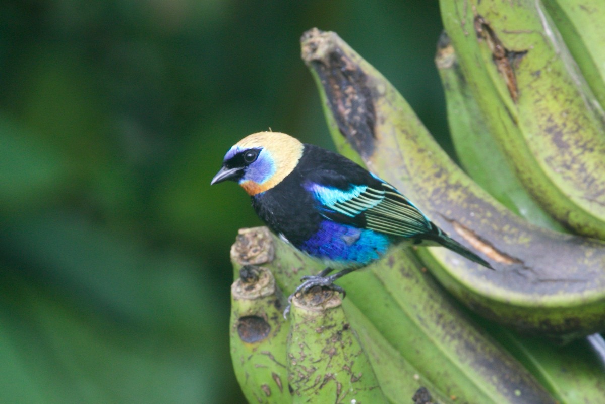 Golden-hooded Tanager - Gil Ewing