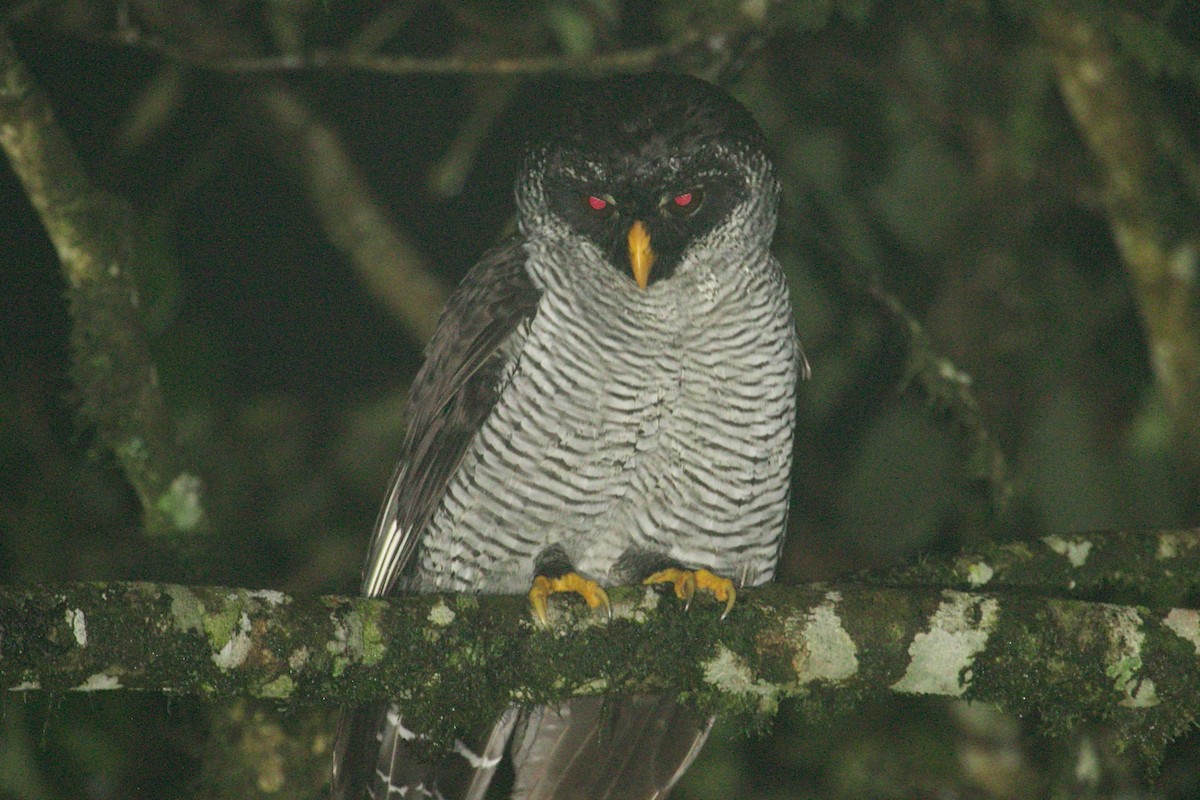 Black-and-white Owl - ML85190881