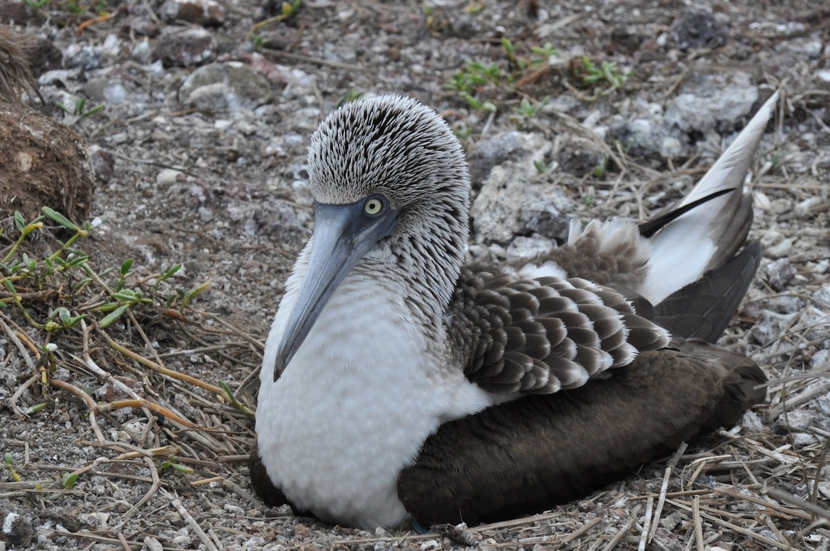 Blue-footed Booby - ML85194441