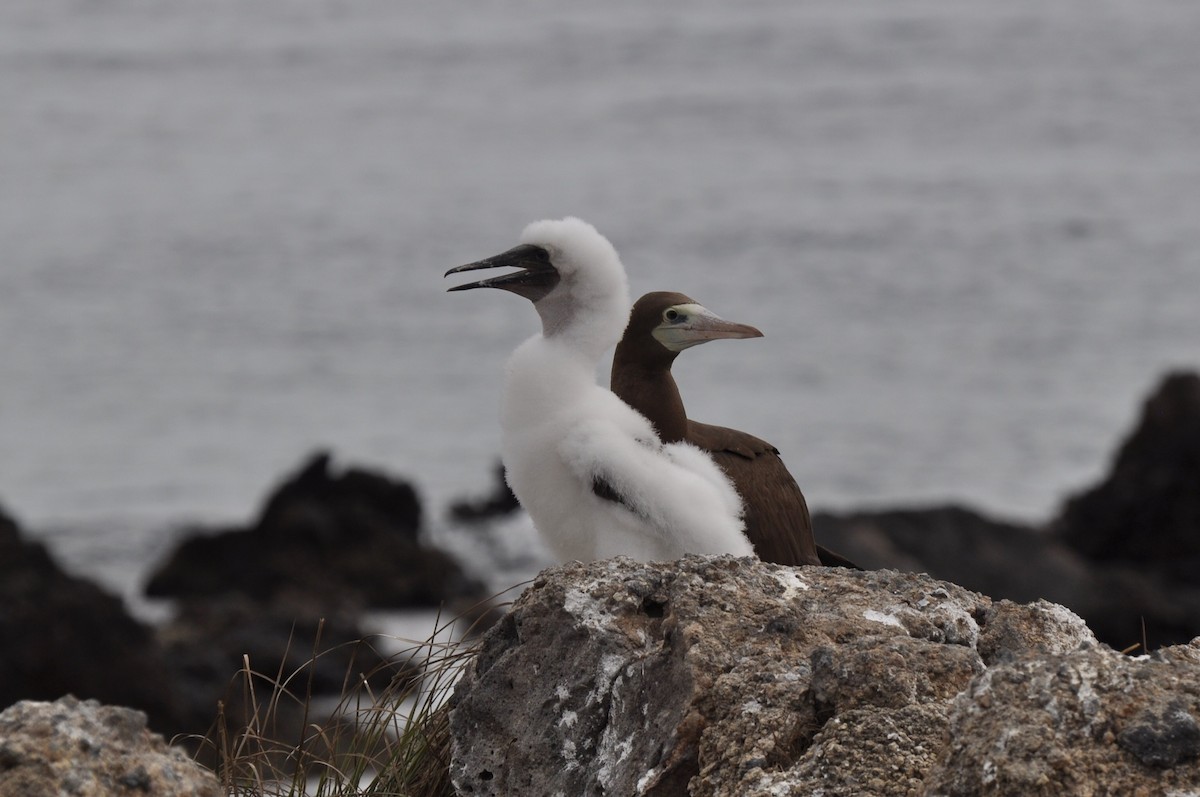 Brown Booby - ML85194511