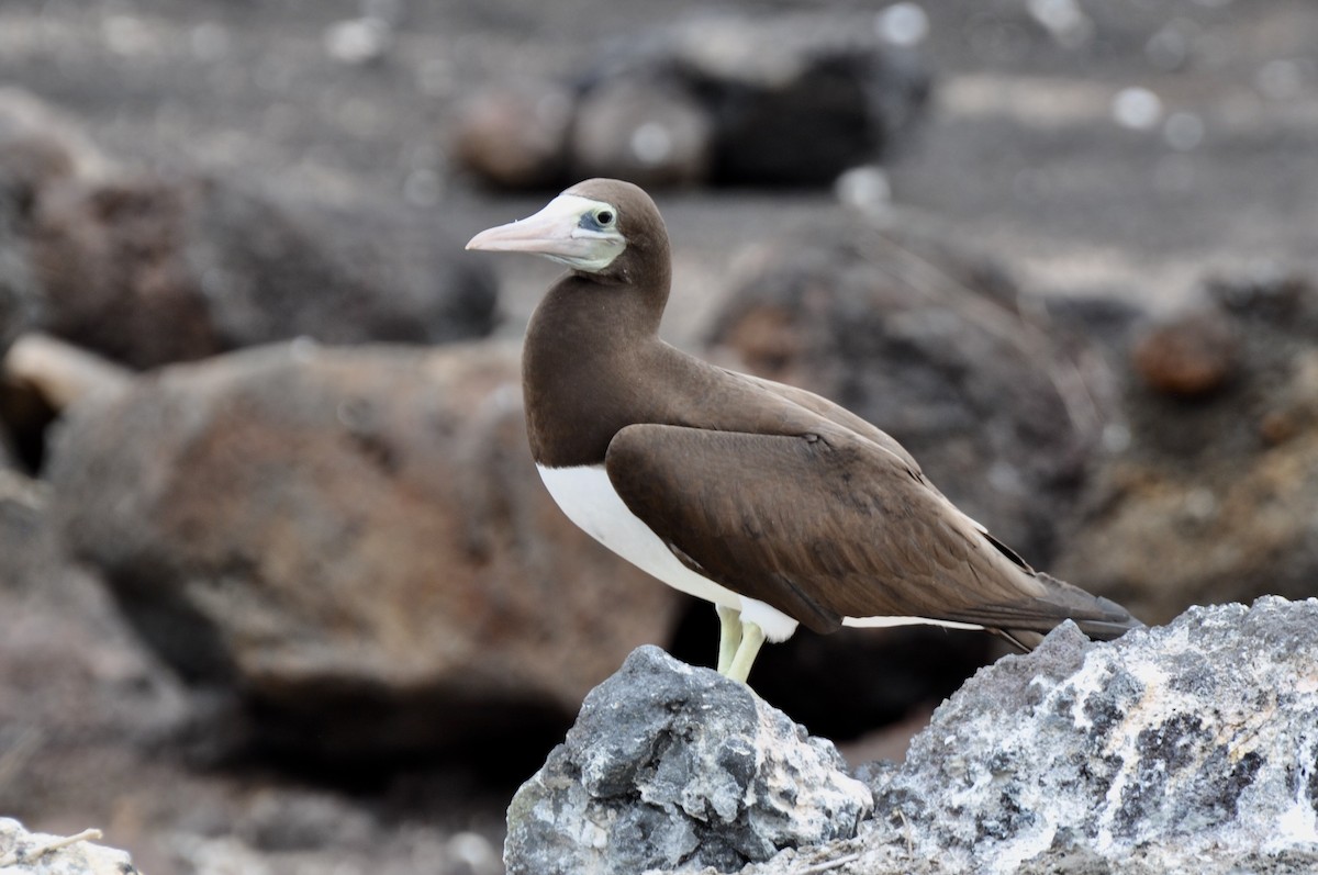 Brown Booby - ML85194521
