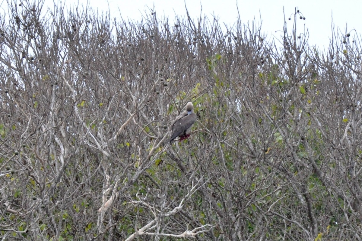 Red-footed Booby - ML85194631
